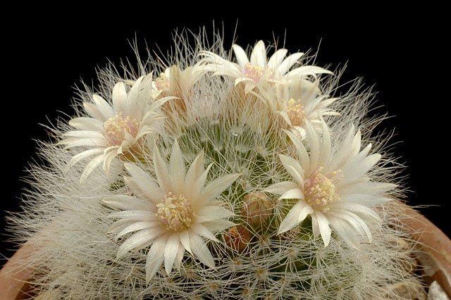 Mammillaria_scheinvariana